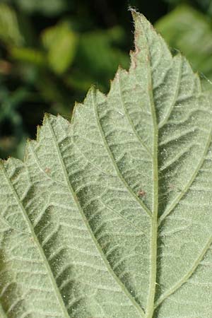 Rubus dichtstachelig \ Dichtstachelige Haselblatt-Brombeere / Dense-Spined Hazel-Leaf Bramble, D Odenwald, Lindenfels 26.6.2020