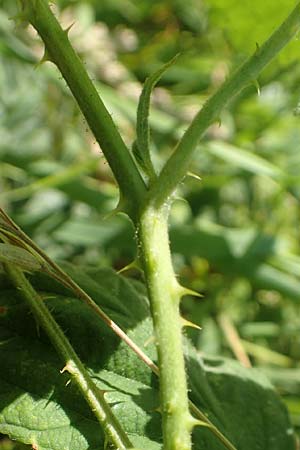 Rubus dichtstachelig \ Dichtstachelige Haselblatt-Brombeere, D Odenwald, Lindenfels 26.6.2020