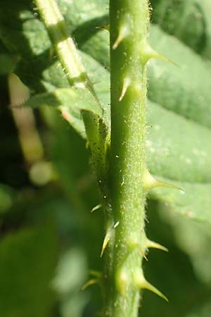 Rubus dichtstachelig \ Dichtstachelige Haselblatt-Brombeere, D Odenwald, Lindenfels 26.6.2020