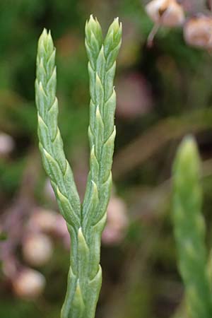 Diphasiastrum issleri \ Isslers Flach-Brlapp, D Harz, Sonnenberg 20.9.2021