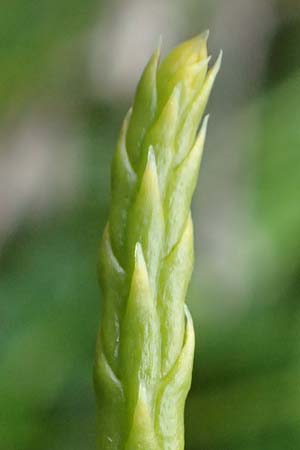 Diphasiastrum issleri \ Isslers Flach-Brlapp / Issler's Clubmoss, D Harz, Sonnenberg 20.9.2021