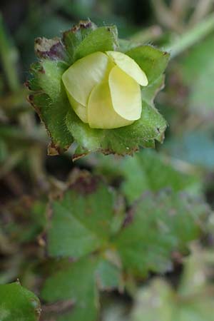Potentilla indica \ Indische Schein-Erdbeere / Yellow-flowered Strawberry, D Mannheim 19.5.2023