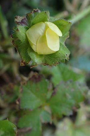 Potentilla indica / Yellow-flowered Strawberry, D Mannheim 19.5.2023