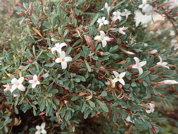 Daphne jasminea \ Jasminhnlicher Seidelbast / Jasmine Daphne, D Botan. Gar.  Universit.  Tübingen 3.9.2016