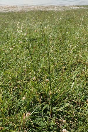 Festuca rubra agg. \ Gewhnlicher Rot-Schwingel / Creeping Red Fescue, D Hegne 6.6.2018