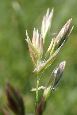 Festuca rubra agg. \ Gewhnlicher Rot-Schwingel / Creeping Red Fescue, D Hegne 6.6.2018