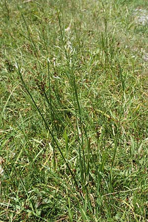 Festuca rubra agg. \ Gewhnlicher Rot-Schwingel / Creeping Red Fescue, D Hegne 6.6.2018