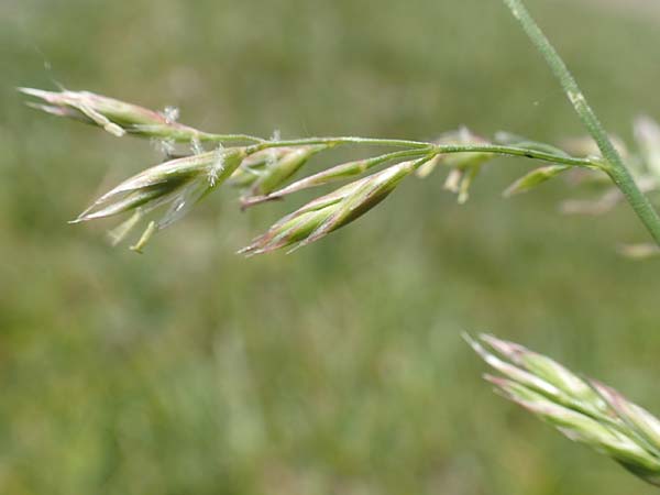 Festuca rubra agg. \ Gewhnlicher Rot-Schwingel / Creeping Red Fescue, D Hegne 6.6.2018