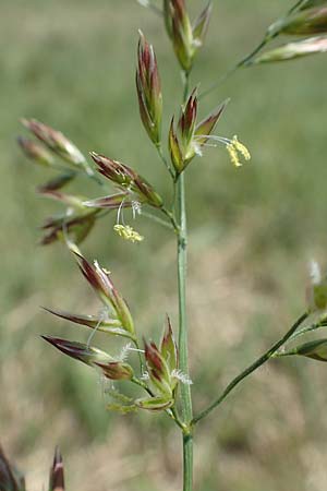 Festuca rubra agg. \ Gewhnlicher Rot-Schwingel / Creeping Red Fescue, D Konstanz 6.6.2018