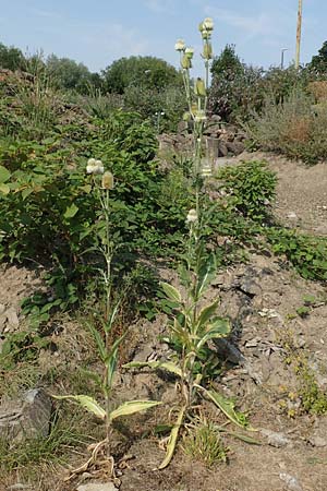 Dipsacus laciniatus \ Schlitzblttrige Karde / Cut-Leaved Teasel, D Essen 27.7.2019