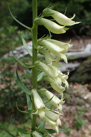 Digitalis lutea / Straw Foxgloves, D Kaiserslautern 7.7.2021