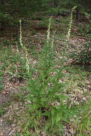 Digitalis lutea \ Gelber Fingerhut / Straw Foxgloves, D Kaiserslautern 7.7.2021