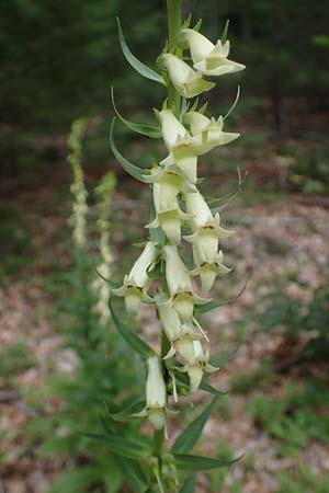 Digitalis lutea \ Gelber Fingerhut / Straw Foxgloves, D Kaiserslautern 7.7.2021