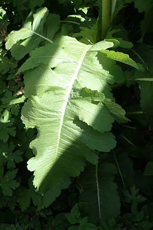 Dipsacus laciniatus / Cut-Leaved Teasel, D Mannheim 19.5.2023