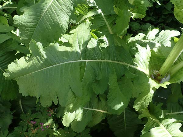 Dipsacus laciniatus / Cut-Leaved Teasel, D Mannheim 19.5.2023