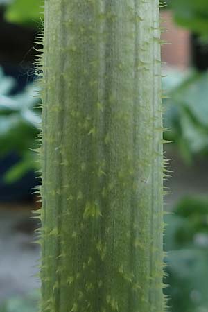 Dipsacus laciniatus / Cut-Leaved Teasel, D Mannheim 10.6.2023