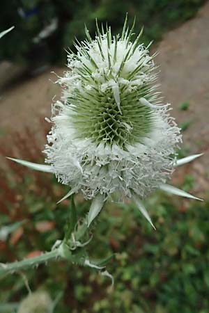 Dipsacus laciniatus / Cut-Leaved Teasel, D Mannheim 15.7.2023