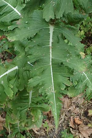 Dipsacus laciniatus / Cut-Leaved Teasel, D Mannheim 15.7.2023