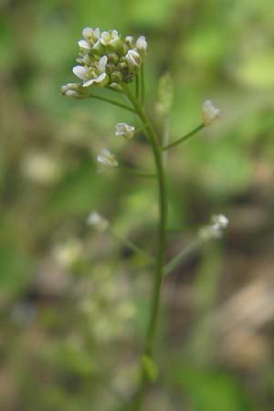 Draba muralis \ Mauer-Felsenblmchen / Wall Whitlowgrass, D Rheinhessen, Wendelsheim 29.4.2010