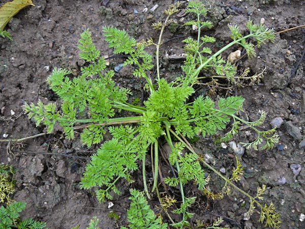 Daucus muricatus \ Zackige Mhre / Prickly-Feeded Carrot, D Botan. Gar.  Universit.  Mainz 13.9.2008