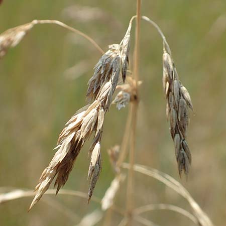 Poa trivialis \ Gewhnliches Rispengras / Rough Blue Grass, D Ketsch 8.6.2018