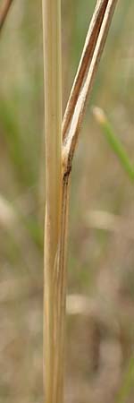 Poa trivialis \ Gewhnliches Rispengras / Rough Blue Grass, D Ketsch 8.6.2018