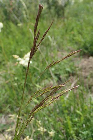 Deschampsia media \ Binsen-Schmiele / Alpine Hair Grass, D Ketsch 28.5.2019