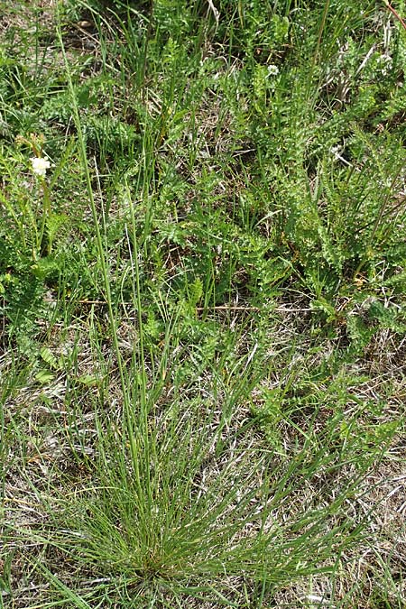 Deschampsia media \ Binsen-Schmiele / Alpine Hair Grass, D Ketsch 28.5.2019