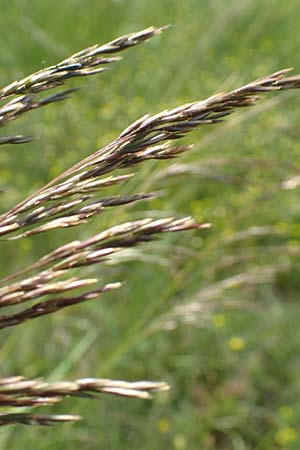 Deschampsia media \ Binsen-Schmiele / Alpine Hair Grass, D Ketsch 4.6.2019