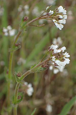 Draba muralis \ Mauer-Felsenblmchen / Wall Whitlowgrass, D Rheinhessen, Frei-Laubersheim 13.4.2021