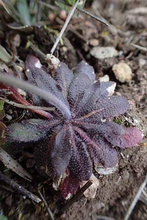 Draba muralis \ Mauer-Felsenblmchen / Wall Whitlowgrass, D Rheinhessen, Frei-Laubersheim 13.4.2021