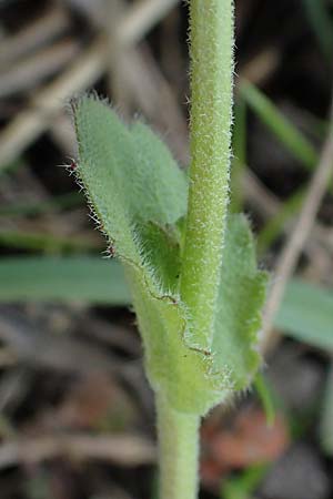 Draba muralis \ Mauer-Felsenblmchen / Wall Whitlowgrass, D Hirschberg 15.4.2021