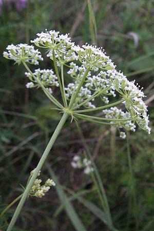 Bunium bulbocastanum \ Gewhnliche Erdkastanie, Knollen-Kmmel, D Neuleiningen 12.6.2007