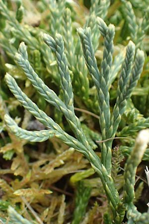 Diphasiastrum oellgaardii / Oellgaard's Clubmoss, D Odenwald, Beerfelden 18.2.2017