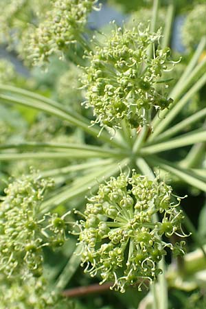 Angelica archangelica \ Arznei-Engelwurz, Echte Engelwurz / Garden Angelica, Holy Ghost, D Duisburg 23.5.2019