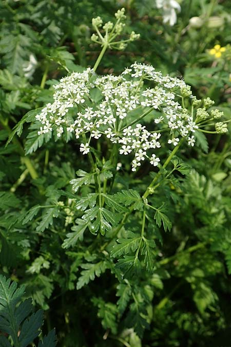 Conium maculatum \ Gefleckter Schierling, Flecken-Schierling / Hemlock, D Mannheim 24.10.2019