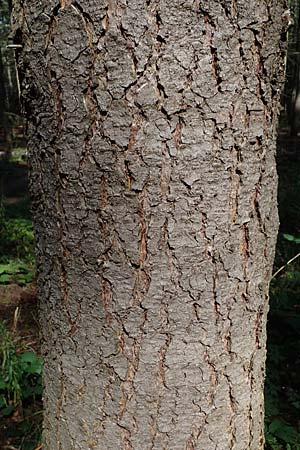 Pseudotsuga menziesii \ Grne Douglasie / Douglas Fir, D Sandhausen 13.8.2021