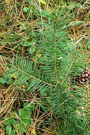 Pseudotsuga menziesii \ Grne Douglasie / Douglas Fir, D Odenwald, Mossautal 14.10.2023