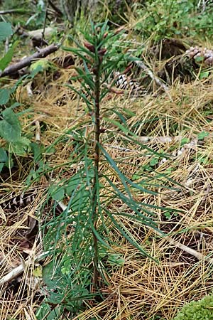 Pseudotsuga menziesii \ Grne Douglasie, D Odenwald, Mossautal 14.10.2023