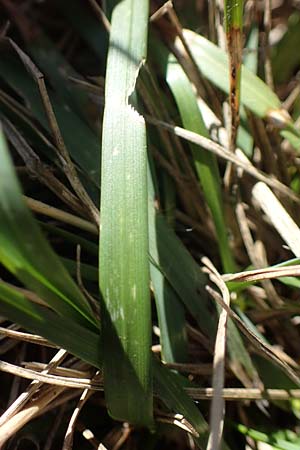 Danthonia decumbens \ Tuschender Dreizahn / Common Heath Grass, D Brensbach 10.10.2020