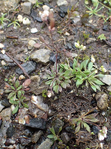 Draba aquisgranensis \ Aachener Hungerblmchen, D Aachen-Soers 10.3.2019