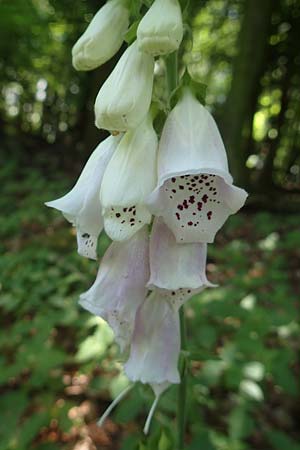 Digitalis purpurea / Foxgloves, D Weinheim an der Bergstraße 3.6.2018