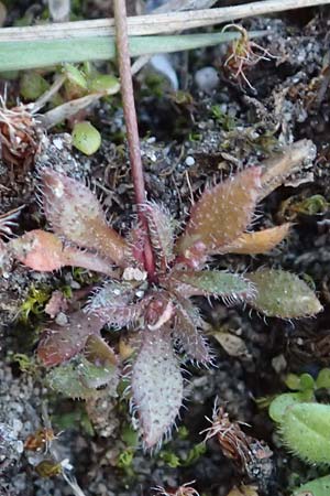 Draba verna agg. \ Frhlings-Hungerblmchen / Common Whitlowgrass, D Mannheim-Rheinau 2.3.2022