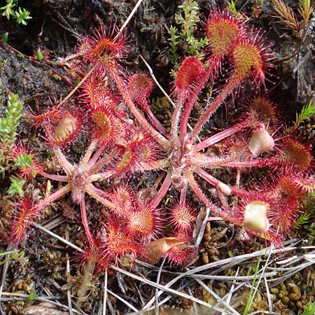 Drosera rotundifolia \ Rundblttriger Sonnentau / Round-Leaved Sundew, D Rhön, Schwarzes Moor 20.6.2023