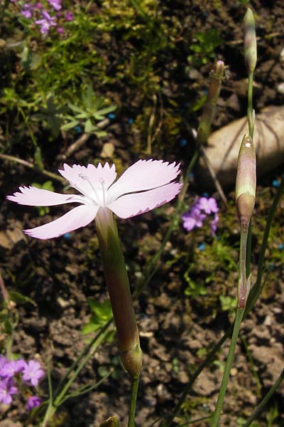 Dianthus sylvestris subsp. longicaulis \ Langstngelige Stein-Nelke / Long-Stem Wood Pink, D  8.6.2013