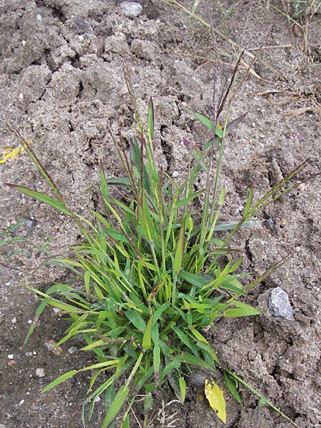 Digitaria sanguinalis \ Blutrote Fingerhirse / Hairy Finger-Grass, D Reilingen 20.9.2013