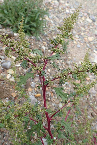 Dysphania schraderiana \ Schraders Drsengnsefu / Schrader's Goosefoot, D Mannheim 20.9.2015