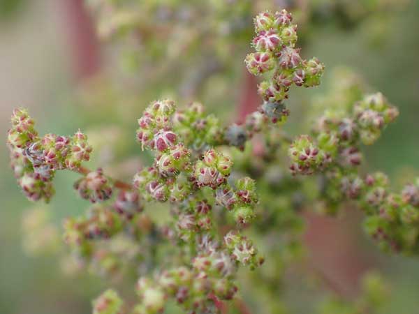 Dysphania schraderiana / Schrader's Goosefoot, D Mannheim 20.9.2015