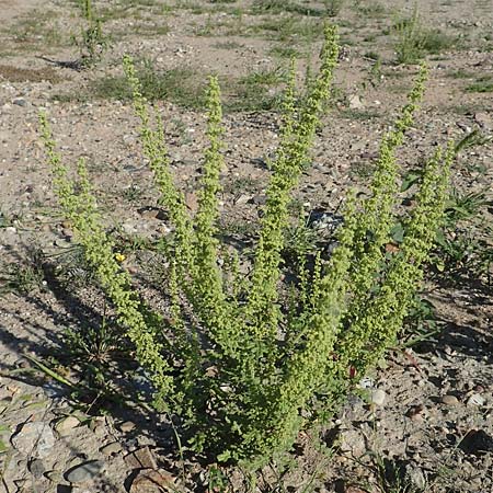 Dysphania schraderiana \ Schraders Drsengnsefu / Schrader's Goosefoot, D Mannheim 6.8.2017