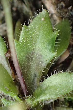 Draba strigosula \ Feingestreiftes Hungerblmchen / Fine-Striated Whitlowgrass, D Aachen-Vetschau 10.3.2019